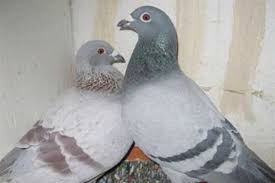 He has been breeding racing and homing. Video The Nest Box Tells The Story Winning Pigeon Racing And Racing Pigeons Strategies Pigeon Insider