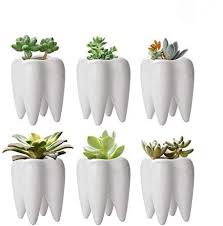 Check spelling or type a new query. Tooth Shaped Planter Pots Small Ceramic Succulent Pots Cute White Cactus Planters Mini Flower Plant Containers Creative Pen Pencil Holder For Desk Decor 6 Pack Buy Online In Cayman Islands At Cayman Desertcart Com Productid 151118360