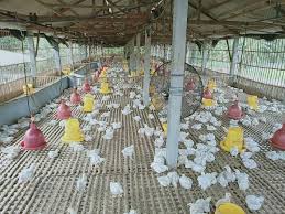 Peternak ayam bangkok ngampel papar kediri farm shop ayam bangkok bk. Peternak Ayam Bangkok Ngampel Papar Kediri Kediri Jawa Timur Peternakan Ayam Bangkok Kediri Jawa Timur Tentang Kolam Kandang Ternak Para Peternak Memilih Membagikan Ayam Usai Panen Kepada Warga Ketimbang Menjualnya