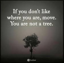 If You Don T Like Where You Are Move You Are Not A Tree Funny Quotes About Life When You Feel Lost Lost In Life