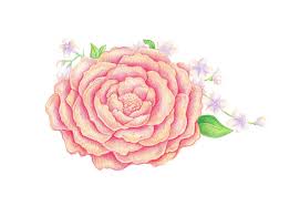 Kami punya 16 contoh info mengenai cara mewarnai gambar bunga mawar yang meliputi contoh hiasan dinding bunga sakura kekinian. Cara Menggambar Bunga Musim Semi Dengan Pensil Warna