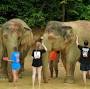 فالووربالا?lsig=AB86z5VrXOOaFQ9Ojb-DjnU-9uIG Elephant Jungle Sanctuary Phuket (Bang Tao Branch) Thalang District, Phuket, Thailand from www.headout.com