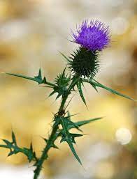 Pin On Flowers