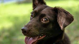 This dog is sweet, gentle, and loving. Corgi Labrador Retriever Mix Corgidor Breed Info Puppies More