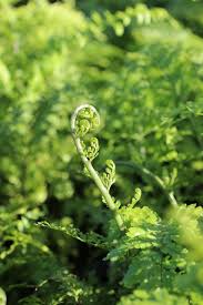 Image result for Asplenium buettneri