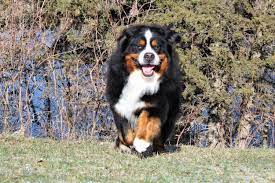 This is why they will. Northstar S Kennel Bernese Mountain Dogs Llc