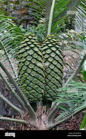 Image result for Encephalartos schmitzii