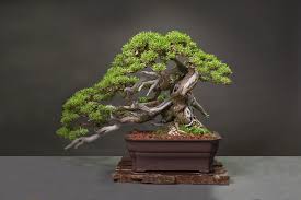 Susan Lee Phemphis Acidula