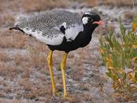 Image result for Burttia prunoides