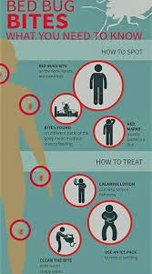 Image result for bedbugs bites