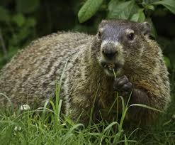 Groundhog day 2015 (video) punxsutawney phil prediction winter for 6 more weeks. The Science Behind Groundhog Day