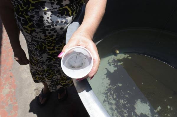 Saiba como se reproduz o mosquito da Dengue e como combatê-lo - Kelldrin