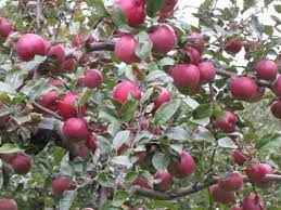 Growing Information On Honey Crisp The Lone Red Spy Apple Tree At Hackett S Orchard In South Hero Apple Empire Apples Honeycrisp
