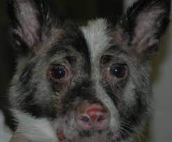 We did not find results for: References In Ischemic Dermatopathies Veterinary Clinics Small Animal Practice