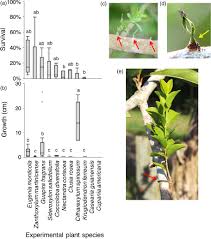 Image result for Agelanthus natalitius