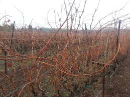 Image result for grapevine cuttings