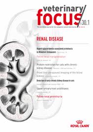 Renal vascular disease affects the blood flow into and out of the kidneys. Renal Disease Veterinary Focus Vol 30 1 June 2020 Ivis