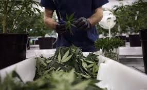 Canadian Cannabis Producer Stocks Decline 21% In February – New Cannabis  Ventures