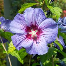 Image result for Hibiscus seineri