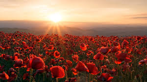 Download Hd 1080p Poppy Desktop Wallpaper Id 99867 For Free Support us by sharing the content, upvoting wallpapers on the page or sending your own. download hd 1080p poppy desktop
