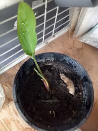 Halia hitam sabah halia hitam dr4 halia hitam mati pucuk halia hitam dan khasiatnya halia hitam atau kunyit hitam halia hitam harga halia hitam untuk dijual benih halia hitam halba lada hitam halia bawang putih bibit halia hitam beli halia hitam halia hitam di malaysia daun halia. Kunyit Hitam 3 Khasiat Utama Dan Harga Mahal Di Pasaran