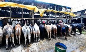 In bangladeshi regional called it as kurbani eid. 2qr8h3k Zng7ym