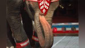 Wow: Worlds First Porn Circus - A Review | The Spoof