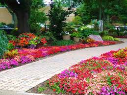 Image result for Impatiens lutzmanniae
