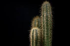 Green cactus green plants plant aesthetic cactus y suculentas plantar cacti and succulents flower wallpaper plant decor garden inspiration. Hd Wallpaper Cactus Plant With Black Background Cacti Close Up Prickly Wallpaper Flare
