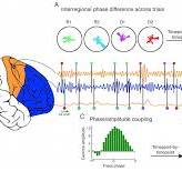 Nature Neuroscience paper: Oscillatory dynamics and frontal ...