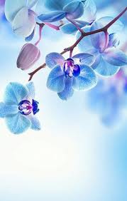 Flowers Blue And Wallpaper Image Flower Background Wallpaper Beautiful Landscape Wallpaper Orchid Wallpaper