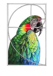Golden Ratio By Youngmoons On Deviantart Golden Ratio Art Golden Ratio Anime Drawings Tutorials
