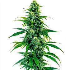 Image result for Acapulco Gold 2023 Chrysler