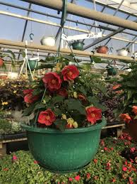 Image result for Abutilon grantii