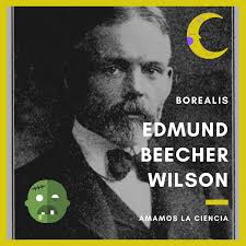 Edmund Beecher Wilson nace un día como hoy pero de 1856. Zoólogo,  embriólogo y genetista de origen estadounidense. Entre 1883 y 1884 Wilson  fue profesor en el Williams College y en el