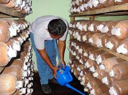 Bantu jawab dan dapatkan poin. Metode Budidaya Jamur Tiram Di Rumah Untuk Pemula Sumber Plastik