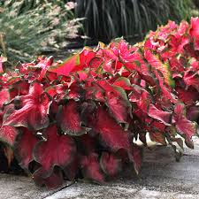 Department of agriculture plant hardiness zones 9 through 11, caladium. Beautiful Annual Shade Plants Costa Farms