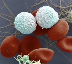 Pin On Microphotography And Imagery