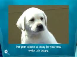 Maybe you would like to learn more about one of these? White Lab Polar Bear Puppies By Golden Lightning Labs Youtube