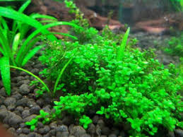 Tanaman java moss ini terbilang sebagai jenis aquascape yang cukup mudah diperoleh di sekitar, karena salah satu jenis tanaman aquascape tanpa co2 ini. 34 Konsep Rumput Karpet Aquascape Tanpa Co2 Desain Karpet