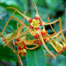 Image result for Strophanthus speciosus