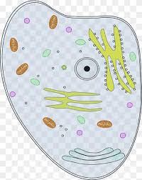 Plant cells are the sole producers of alkaloids and anthocyanins. Plant Cell Png Images Pngwing