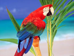 Desktop Birds Of Paradise Wallpaper Tropical Colors Parrot Hd Wallpapers High Definition 100 High Quality Hd Desktop Wallpapers F Parrot Wallpaper Beautiful Bird Wallpaper Colorful Parrots