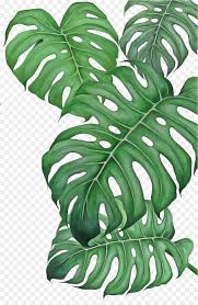 Monstera Deliciosa Leaf Green Plant Vascular Plant Monstera, green leafed plant transparent background png clipart.