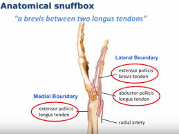 Carpal Tunnel And Hand Anatomy Flashcards Quizlet Anatomical snuff box surface anatomy : carpal tunnel and hand anatomy