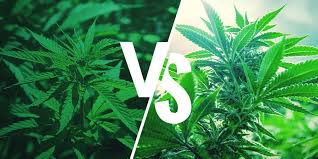 They also take a lot longer to flower than the indica strains, at about 100 days of flowering to reach maturity, and prefer warmer climates. Sativa Vs Indica Effects Zamnesia