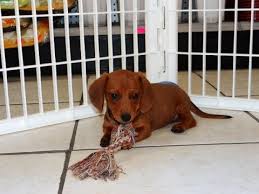 Take a look at our availabe pups & adopt your very own dachshund puppy today! Miniature Dachshund Puppies Dogs For Sale In Raleigh North Carolina Nc Durham Greenville Youtube