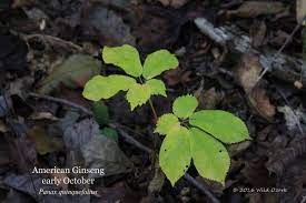 12 Gensing Ideas Ginseng Plant Growing Ginseng Ginseng