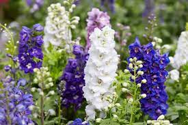 There isn't an easy way to tell if a flower is a perennial or an annual. 101 Types Of Perennials A To Z Photo Database Home Stratosphere