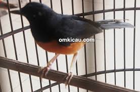 Namun karena banyaknya orang yang menangkap murai batu dari hutan. Om Iskandar Atjeh Jangan Terkecoh Murai Batu Malaysia Mirip Dengan Murai Batu Aceh Om Kicau